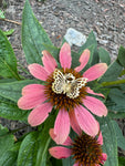 14k Gold Vintage Butterfly Pendant